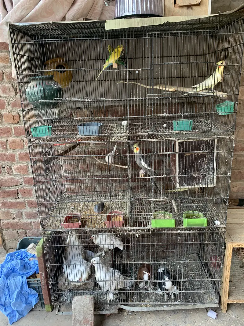 Only cages for sale argant