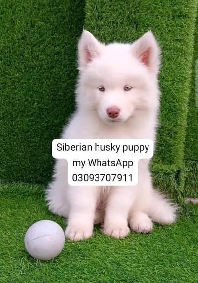 Siberian husky puppy my WhatsApp 03093707911