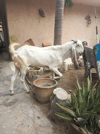 Gulabi bakri / breeder / bakra / goats