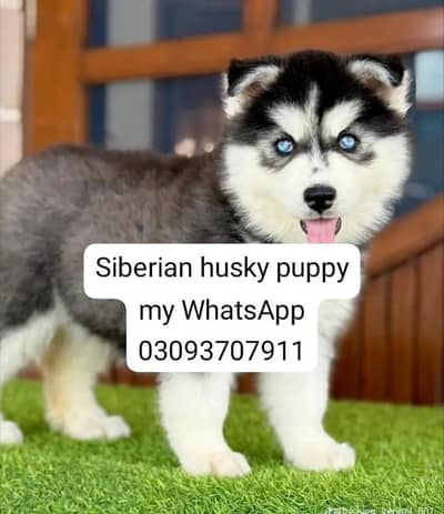 Siberian husky puppy my WhatsApp 03093707911
