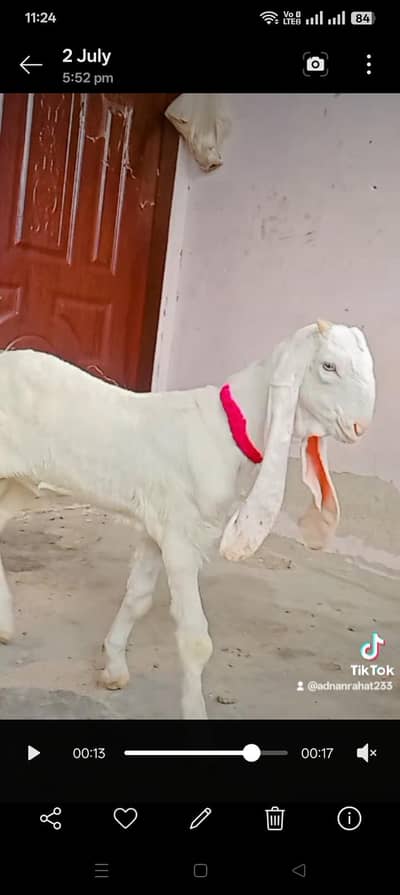male age 4 monthe
