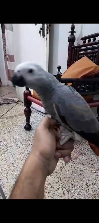 grey chick 03353481775
