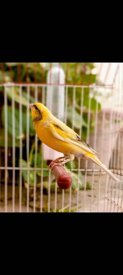 non stop singing canaries males for sale