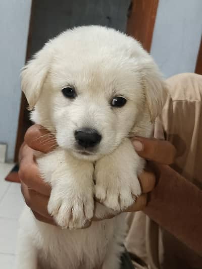 Golden Retriever Pair