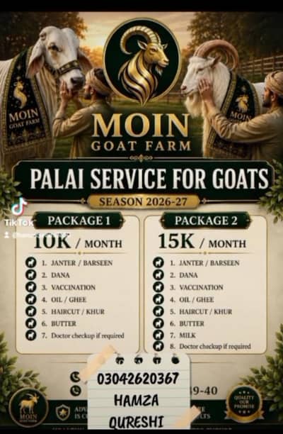 assalamu alaikum. hamare pass Bakra  palai kiye jaate Hain.