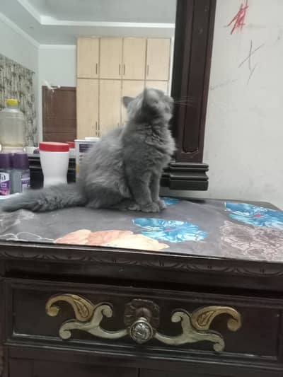 Persian cat