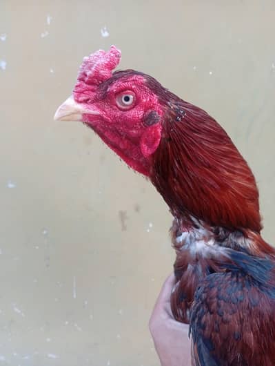 Old Blood line Mianwali murgha for sale.