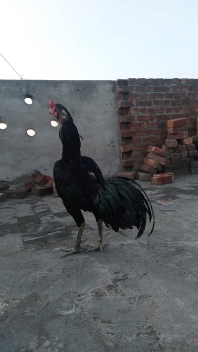 Thai Vait Murg For Sale