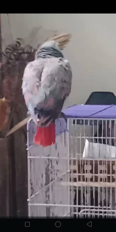 Congo African Grey Red Factor Parrot