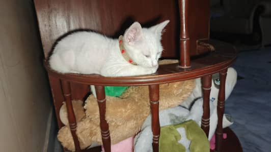 home trained cat