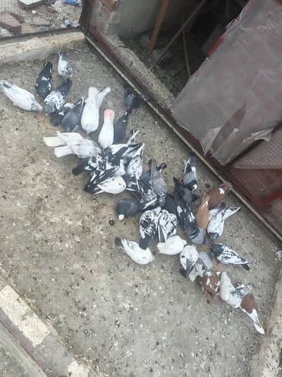 pigeon for sale