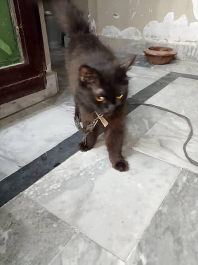 Black parshion for sale
