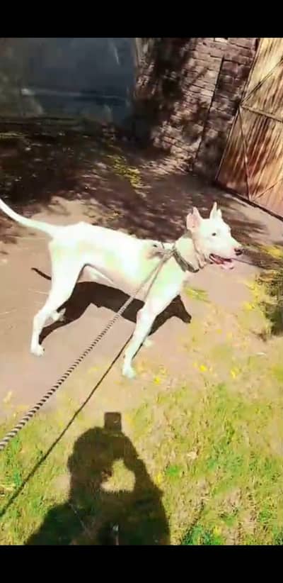 Gulteria Dog  my contact no 03446582675
