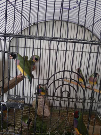 GOULDIANS and banglies
