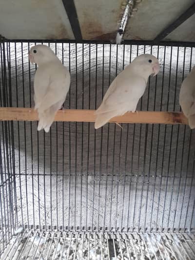 love birds Breeder pair
