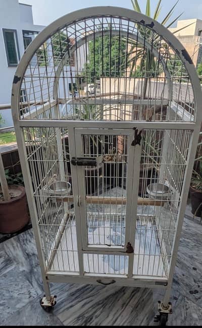 african grey parrot,kakato and alexender green parrot cage