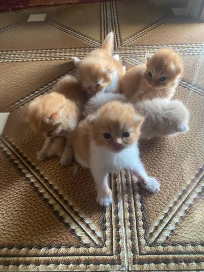 Triple coated persion kittens for sale.