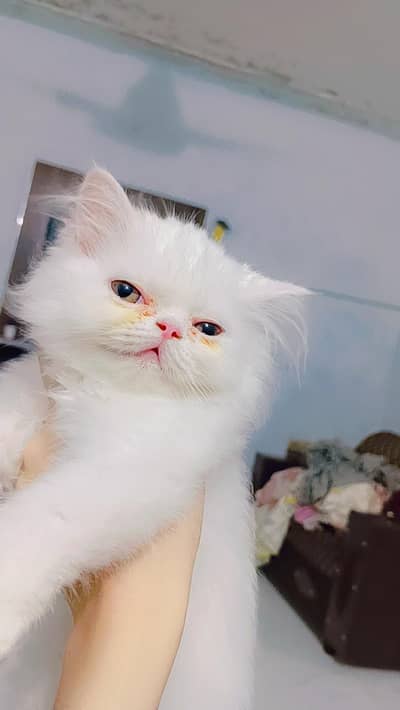 White fluffy kitten for sale