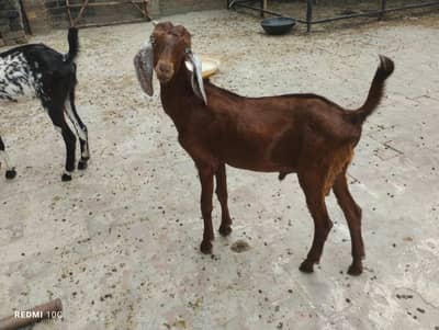 Bakri with bcha   0336-71-60932