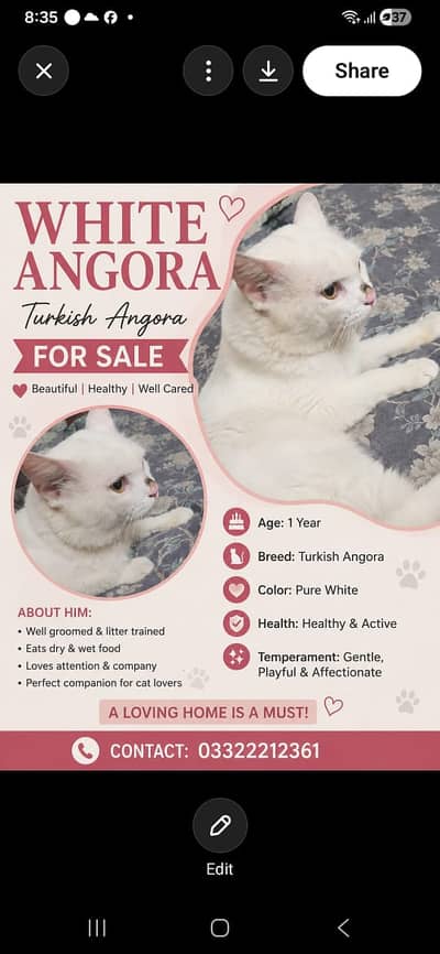 Turkish angora