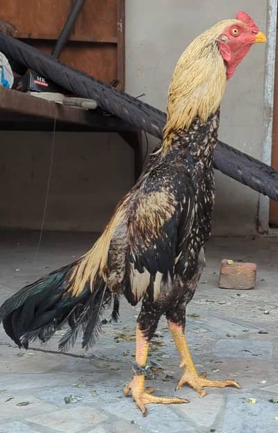 Aseel Hens