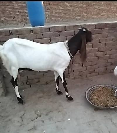 Sindhi or lelpur bkri 38 inch pregnant