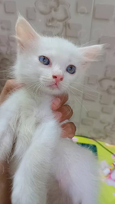 percian kittens