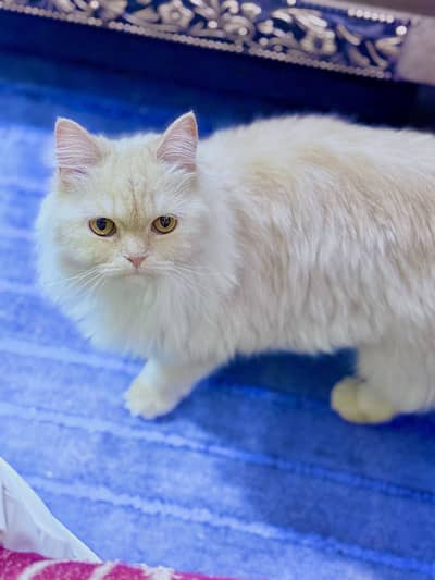 Persian genuone tripple coat  female cat fully vaccinated for sale