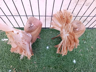 Yellow English Breeder Pair