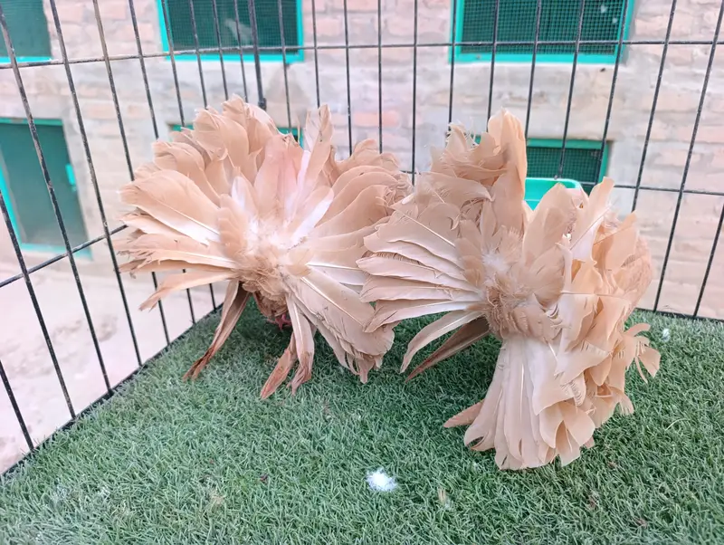 Yellow English Breeder Pair — photo 2