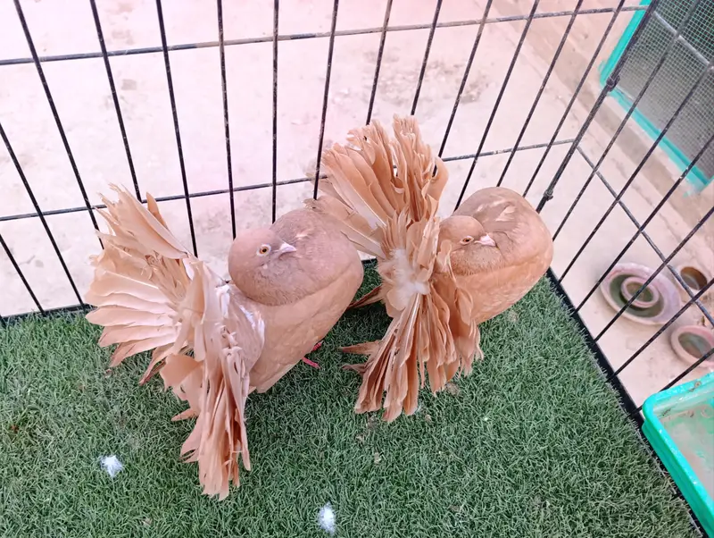 Yellow English Breeder Pair — photo 3