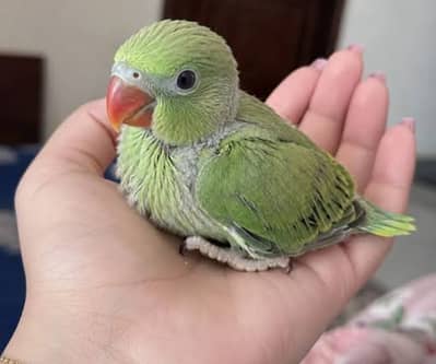 green  ringneck baby best breed h