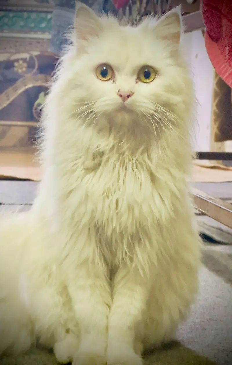 Persian cat