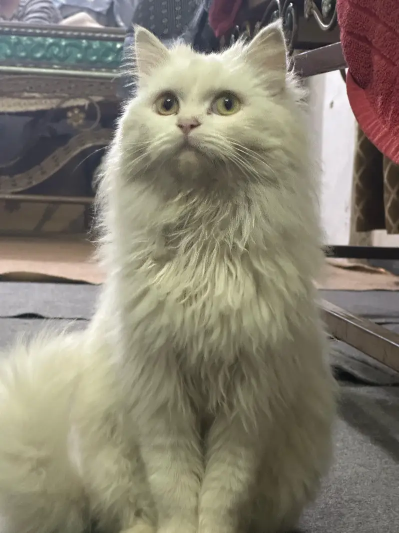 Persian cat — photo 2