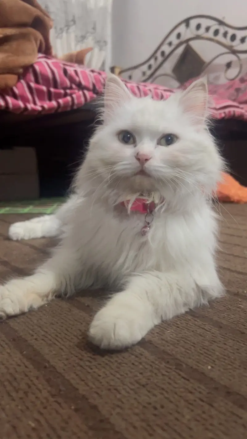 Persian cat — photo 3