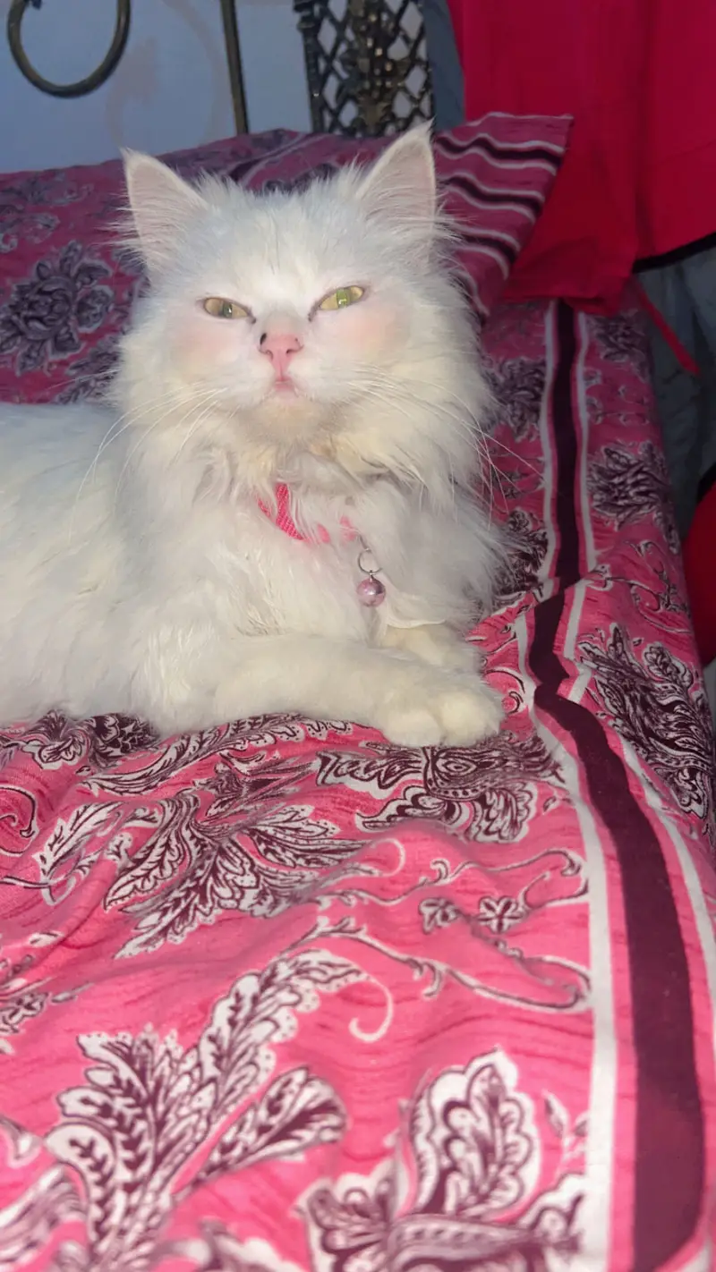 Persian cat — photo 4