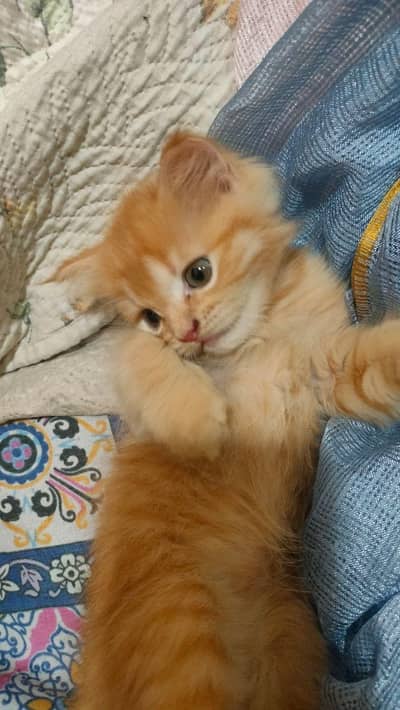 Persian kitten