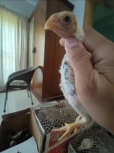 03214167286 parrot beak chicks  for sale parents pic attached 2 chicks