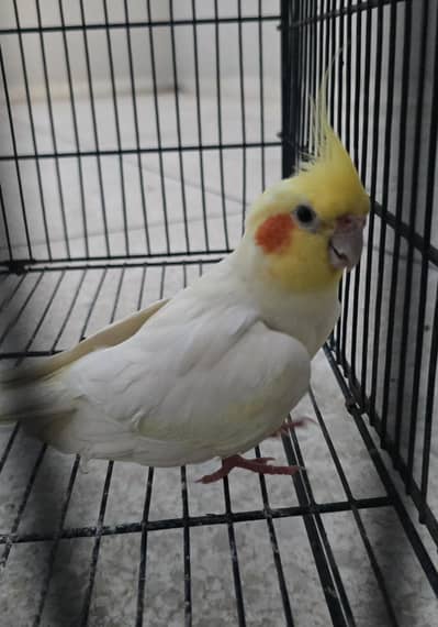 Cockatiel