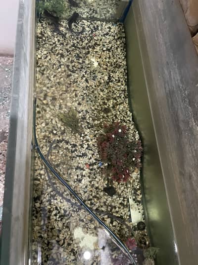 4FT Aquarim
