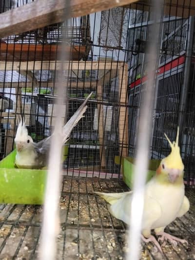 cocktail pair white face