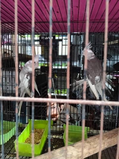cocktail pair white face