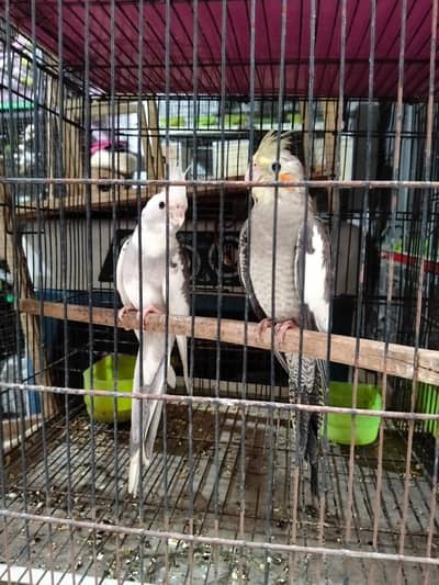cocktail pair white face