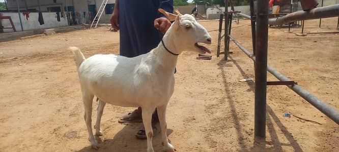 female teddy goat