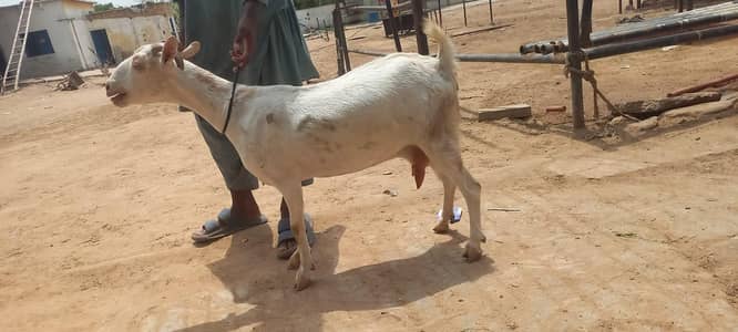 female teddy goat