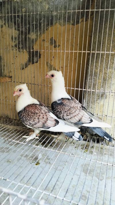 Sentient pigeons Pair