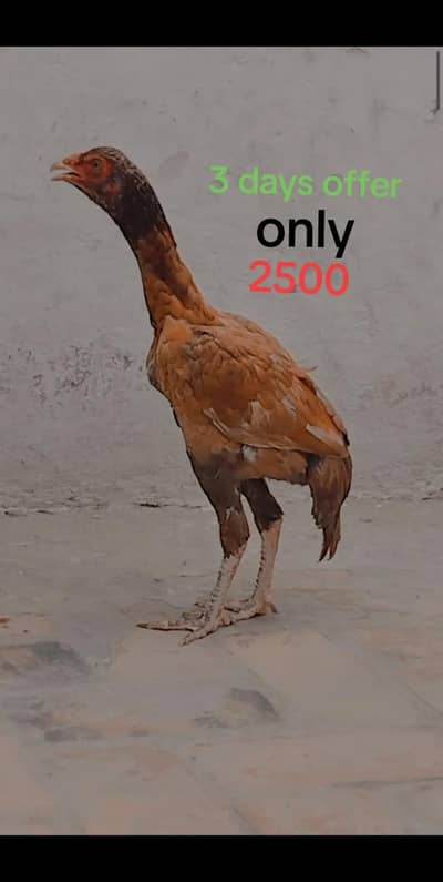 I am selling my pure red cheena patha adress bahawalnager wokla colony