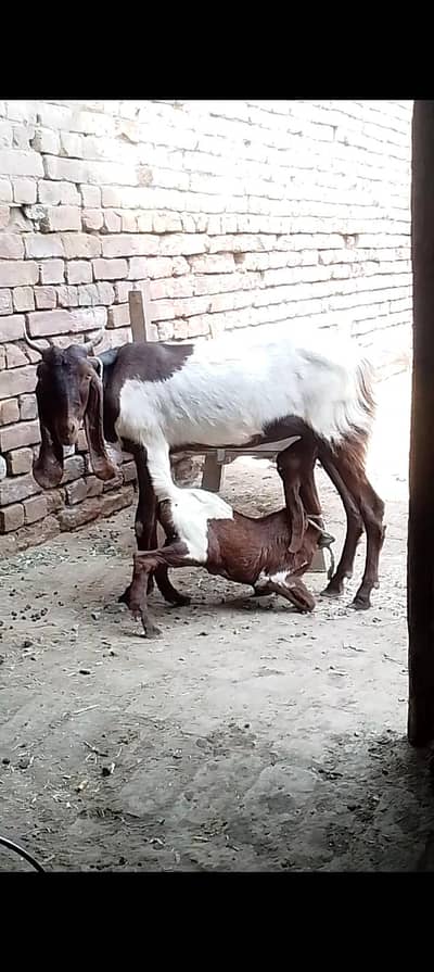 4 Dant bakri sath path