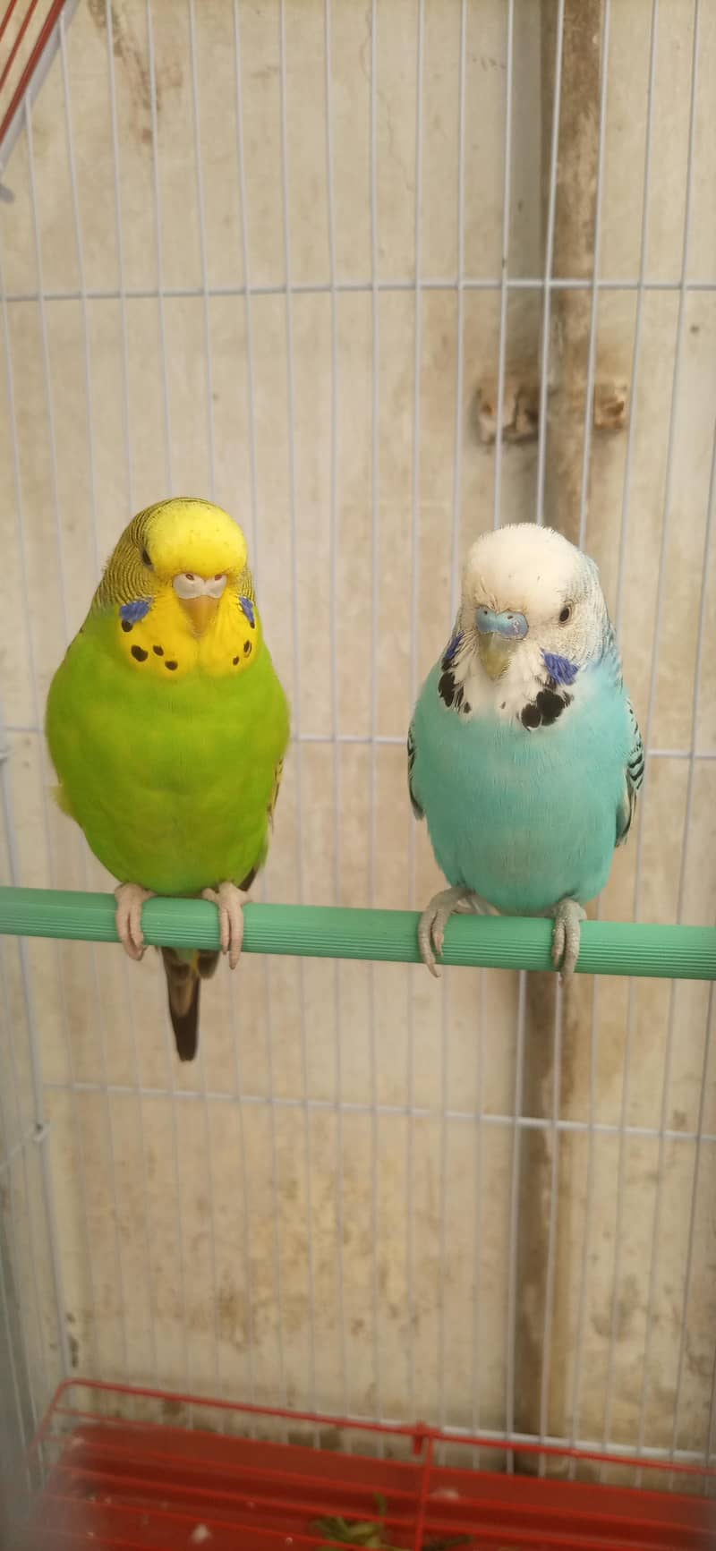 undersize buggies pair 0