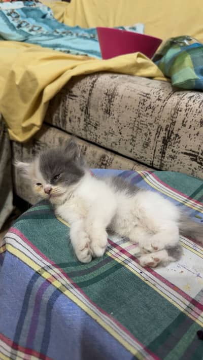 Persian kittens for sale 03156881522